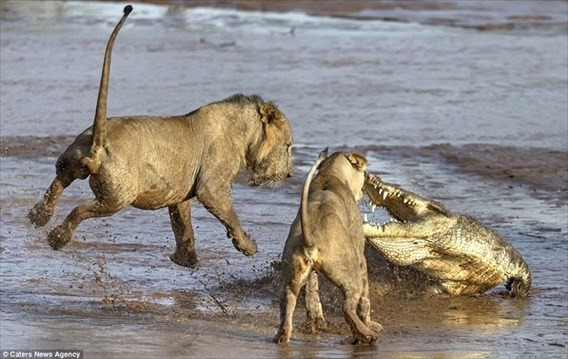 Cuoc chien khoc liet giua ca sau khung va bay su tu doi-Hinh-10